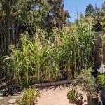 images/files/images/j51_thumbs_gallery_veggies/Corn_patch_from_bedroom_window_August_25_800x504.jpg